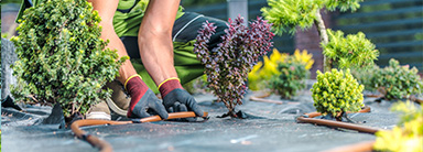 Commercial Landscaping and Maintenance